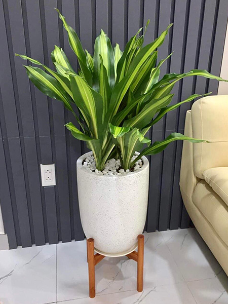 Chậu cây phát tài